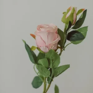 ROSE CLASSIQUE Soft Eucalypt Co.