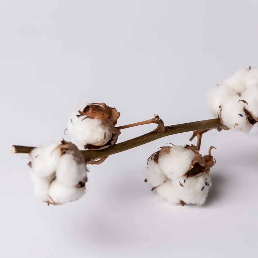 COTON Le garde-fleurs