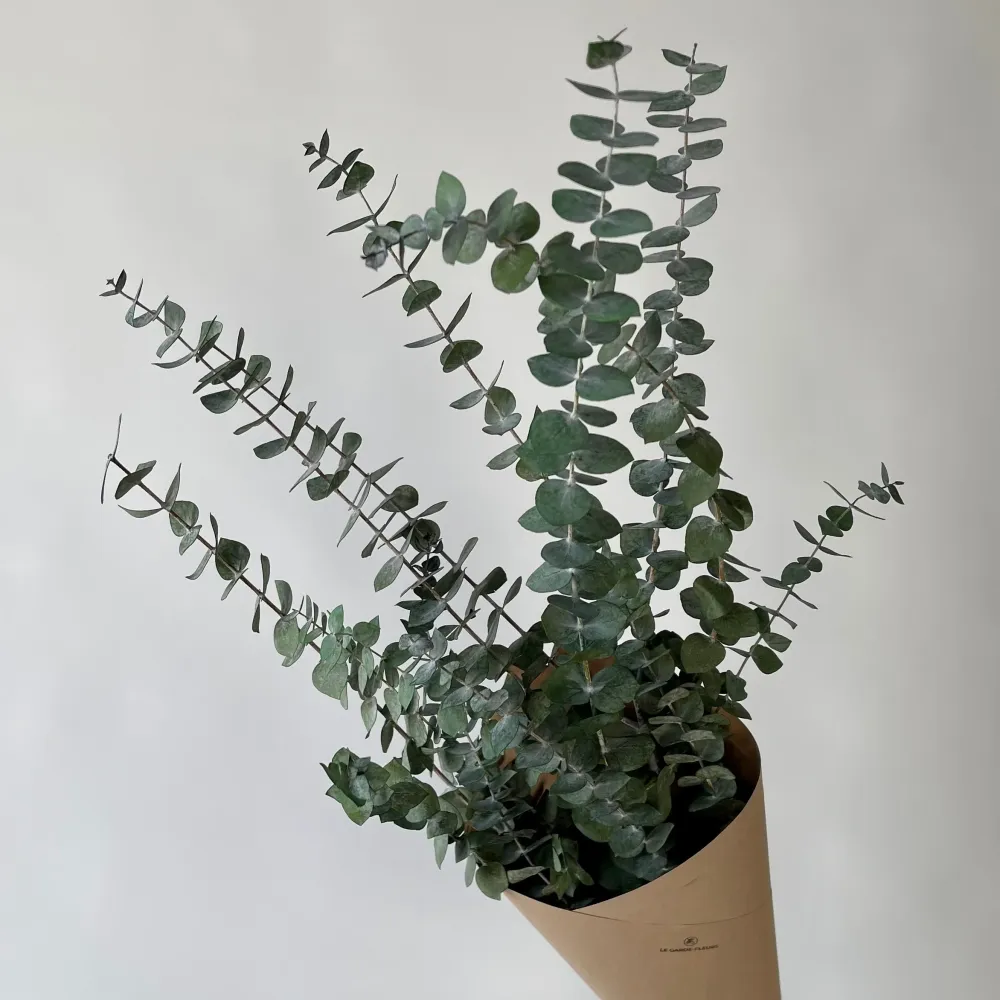 EUCALYPTUS Le garde-fleurs