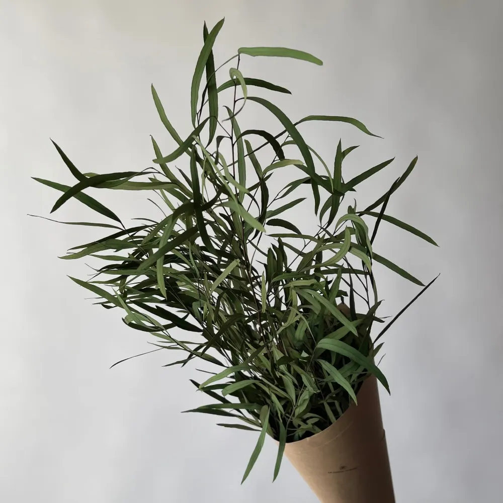 EUCALYPTUS PARVIFOLIA Le garde-fleurs