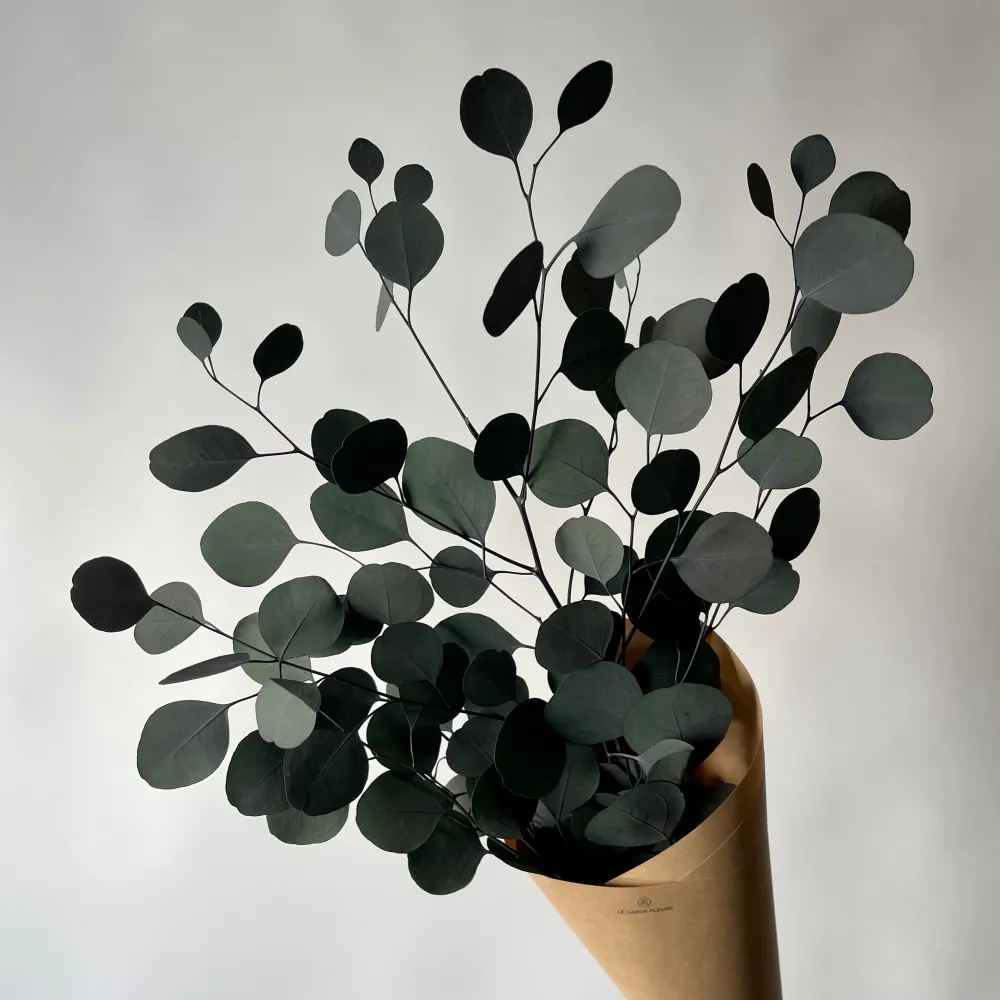 EUCALYPTUS POPULUS Le garde-fleurs