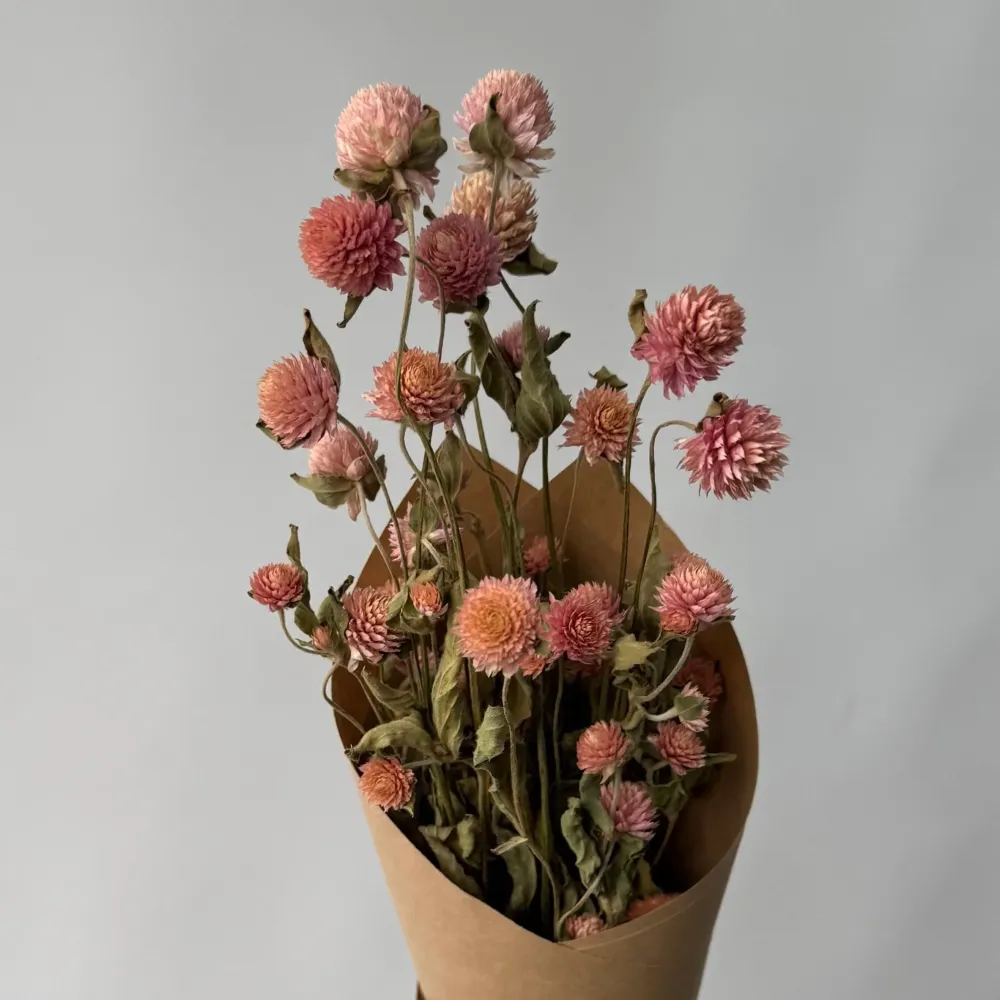 GOMPHRENAS Le garde-fleurs