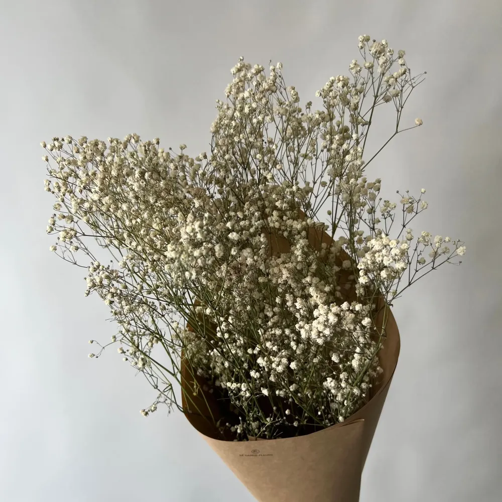 GYPSOPHILE Le garde-fleurs