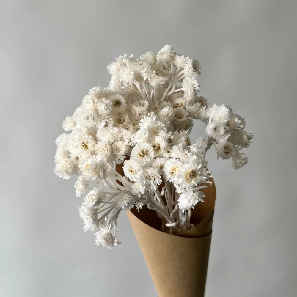 HELICHRYSUMS BLANCS Le garde-fleurs