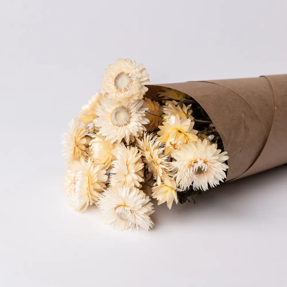 IMMORTELLES BLANCHES Le garde-fleurs