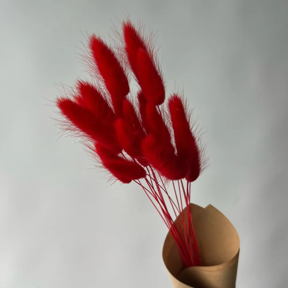 LAGURUS ROUGES Le garde-fleurs