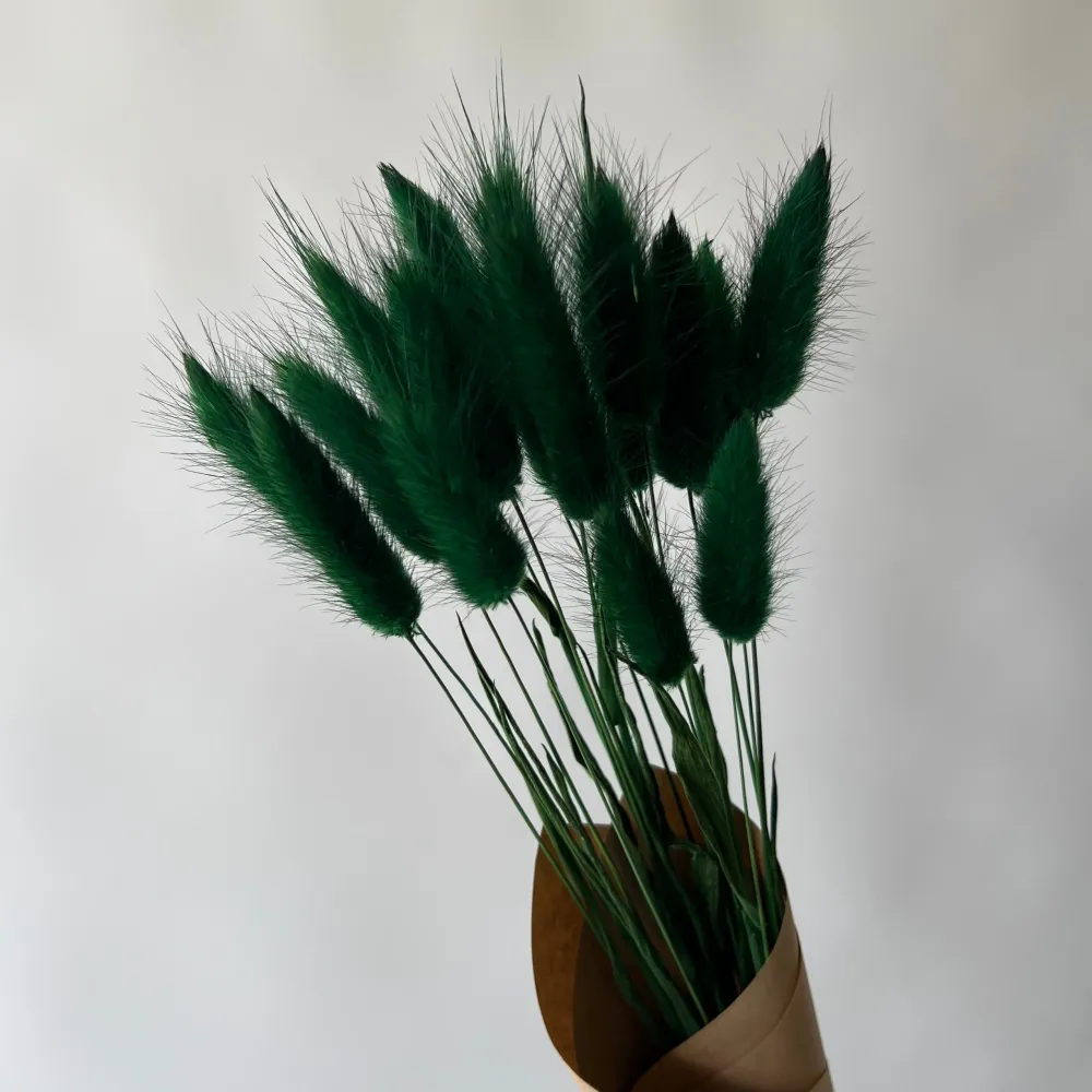 LAGURUS VERT ÊT Le garde-fleurs