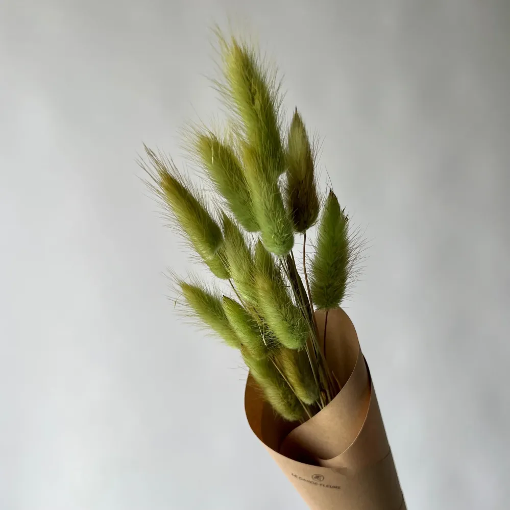 LAGURUS VERTS Le garde-fleurs
