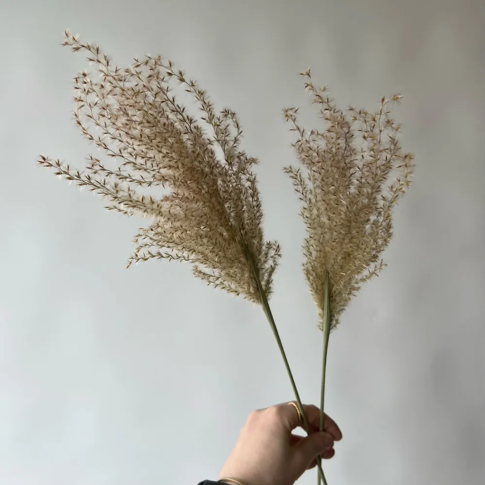 MISCANTHUS Le garde-fleurs