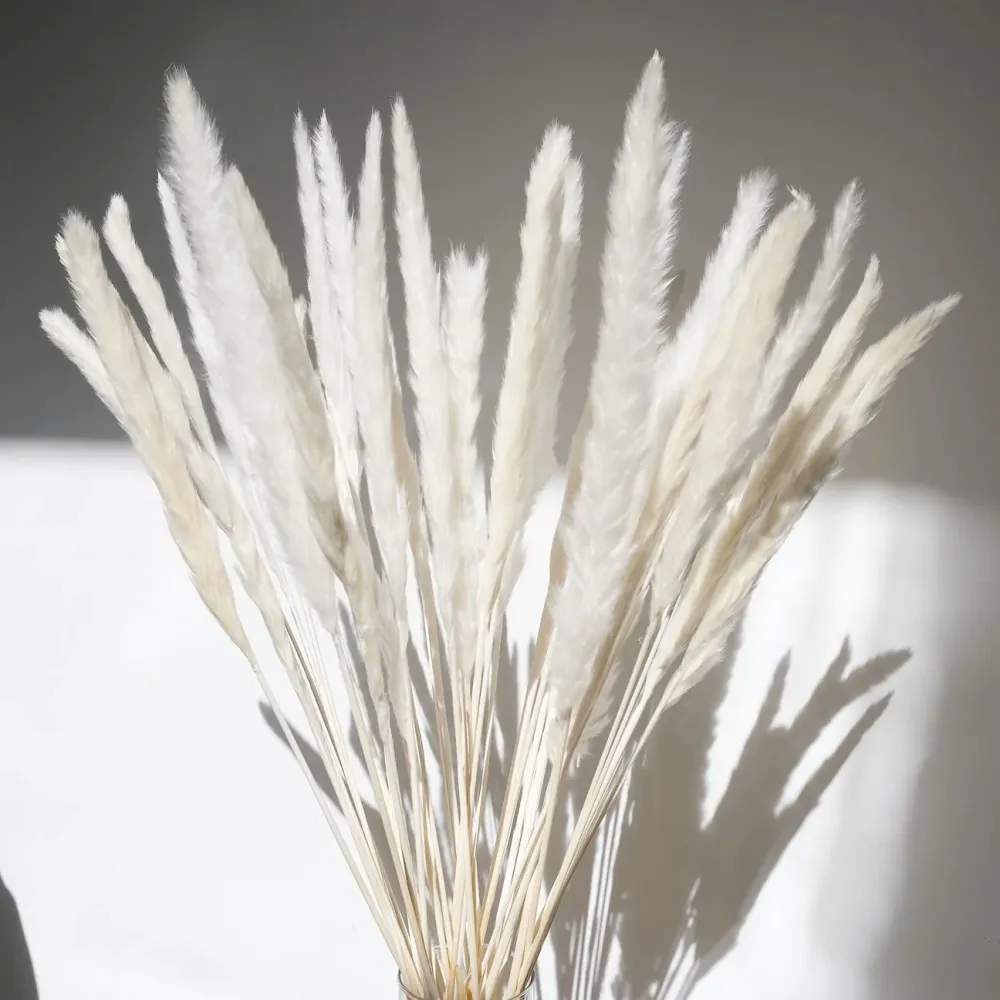 PETIT PAMPAS BLANC Le garde-fleurs
