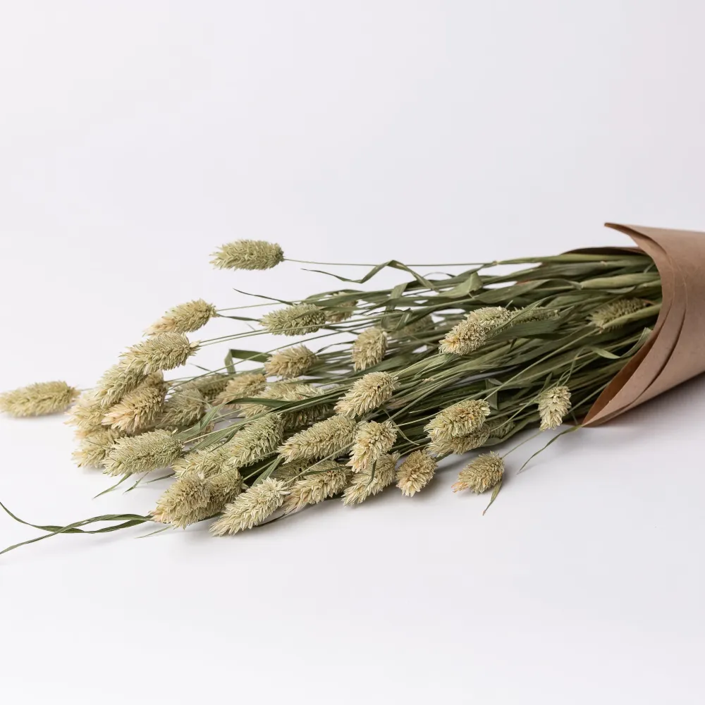 PHALARIS Le garde-fleurs