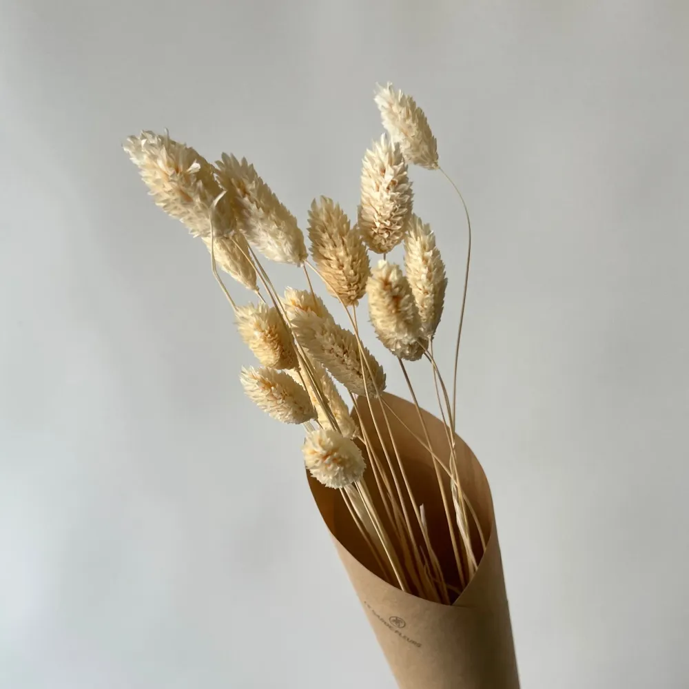 PHALARIS BLANCS Le garde-fleurs