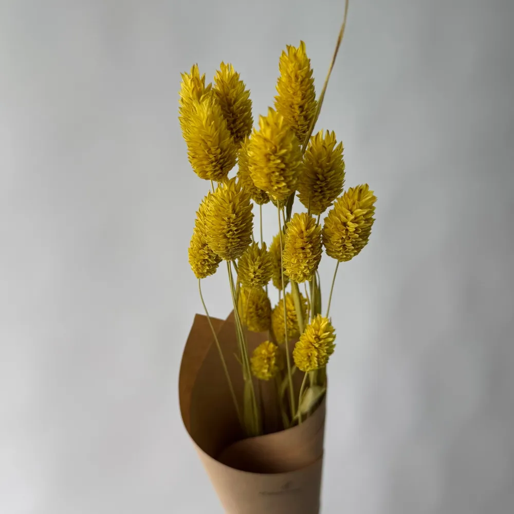 PHALARIS JAUNES Le garde-fleurs