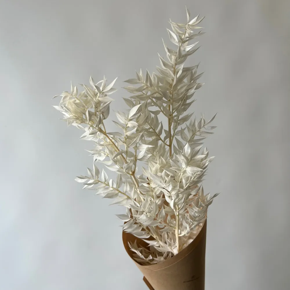 RUSCUS BLANC Le garde-fleurs