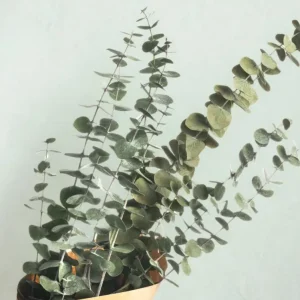Bouquet d’eucalyptus préservé Espace local