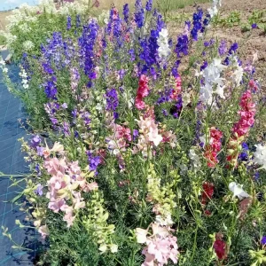 Fleurs annuelles mélange