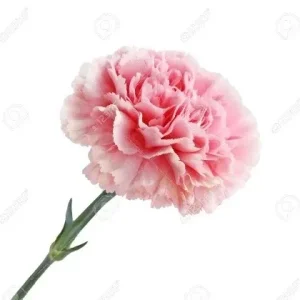 FLEUR ARTIFICIELLE ROSE ORCA-DECO_NW