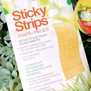 Sticky strips - Pièges à mouches collantes