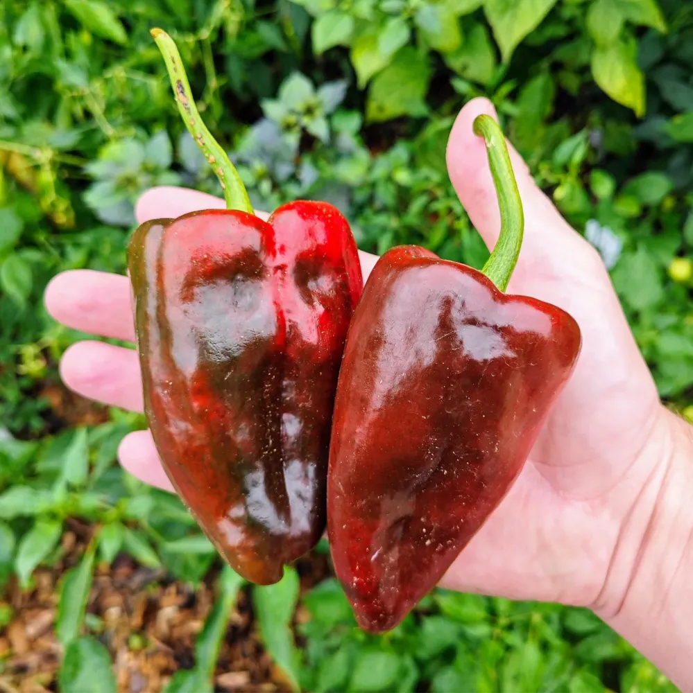 Graines - Ancho Poblano 🔥 Coqhot