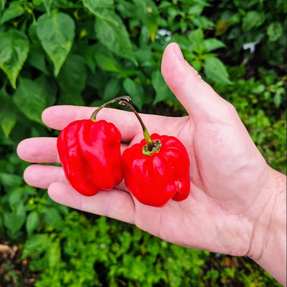 Graines - Habanero Red Savina 🔥🔥🔥🔥 Coqhot