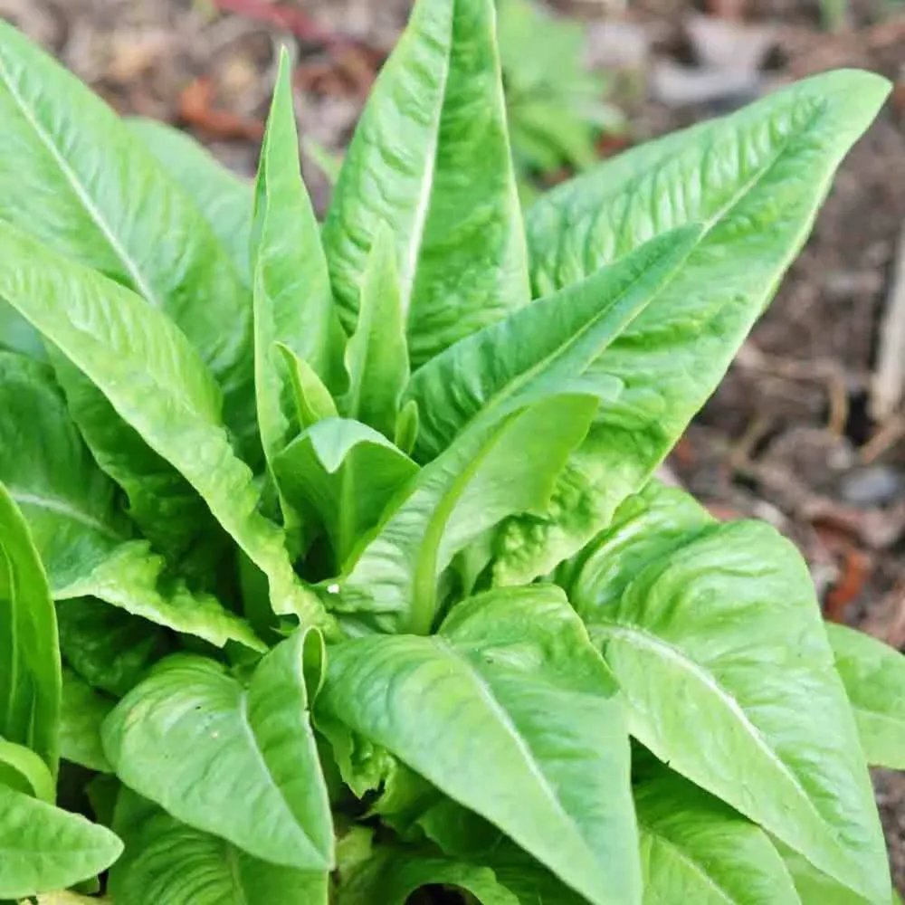 Amish Deer Tongue Laitue - Graines biologiques et patrimoniales Garden Alchemy Seeds and More