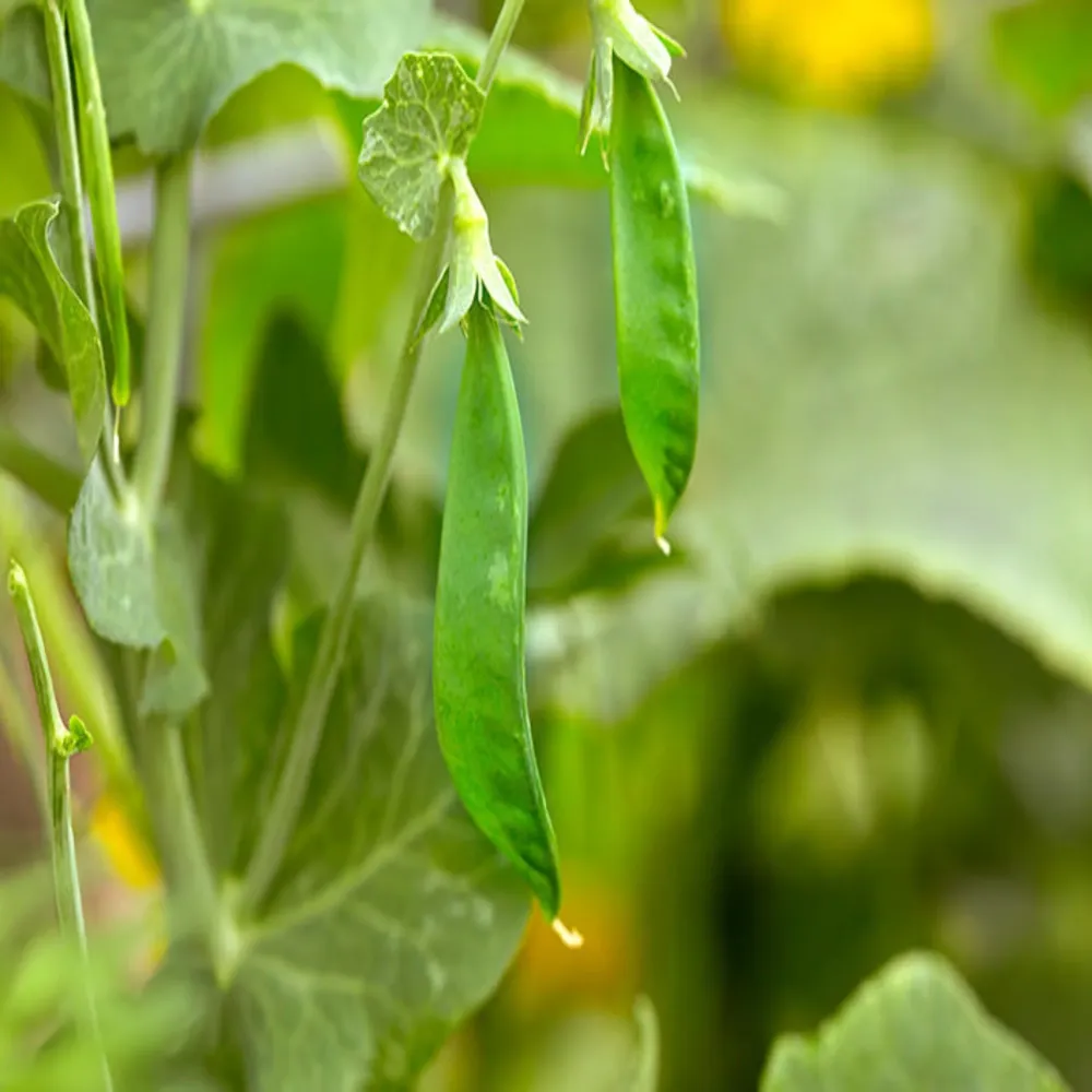 Pois mange-tout Avalanche - Semences à pollinisation ouverte et sans OGM Johnny's