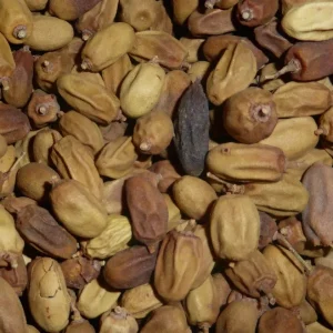 Les graines de neem