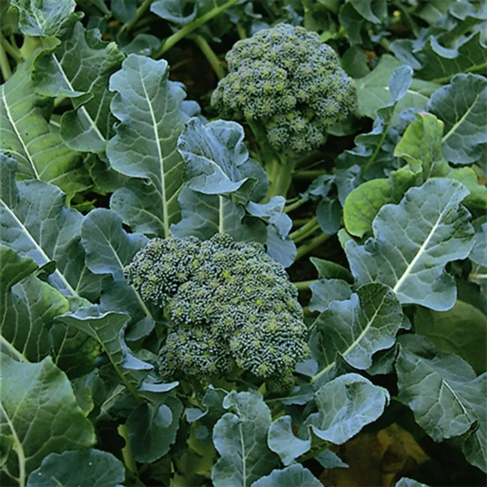 Brocoli à germination verte (type italien) - Héritage, graines sans OGM OSC