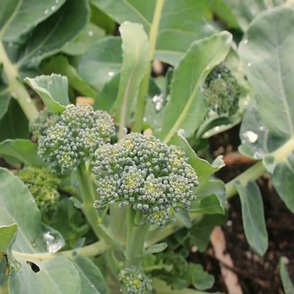 Brocoli à germination verte-biologique, héritage, graines non OGM OSC