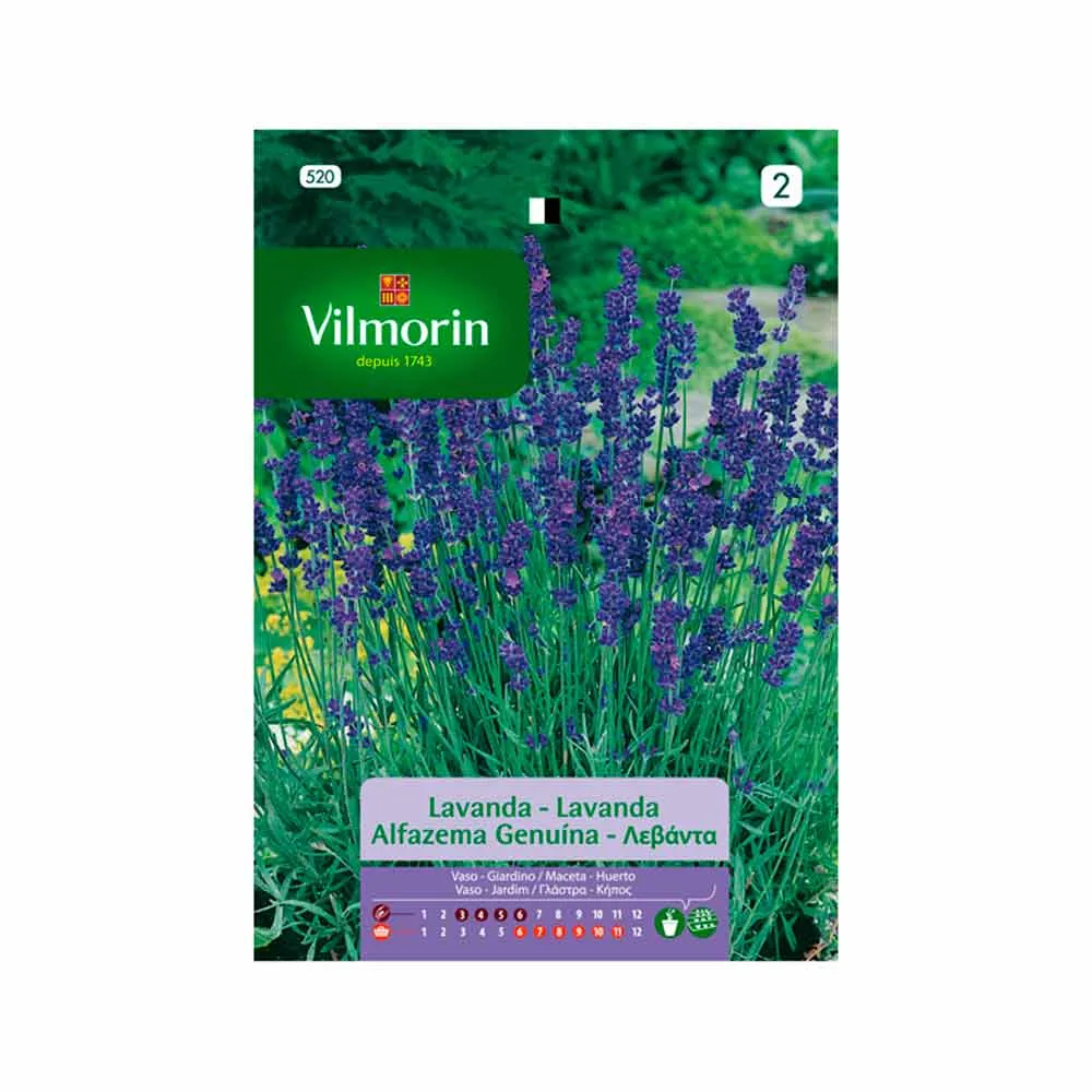 Semences de Lavande Aromatique 2gr VILMORIN