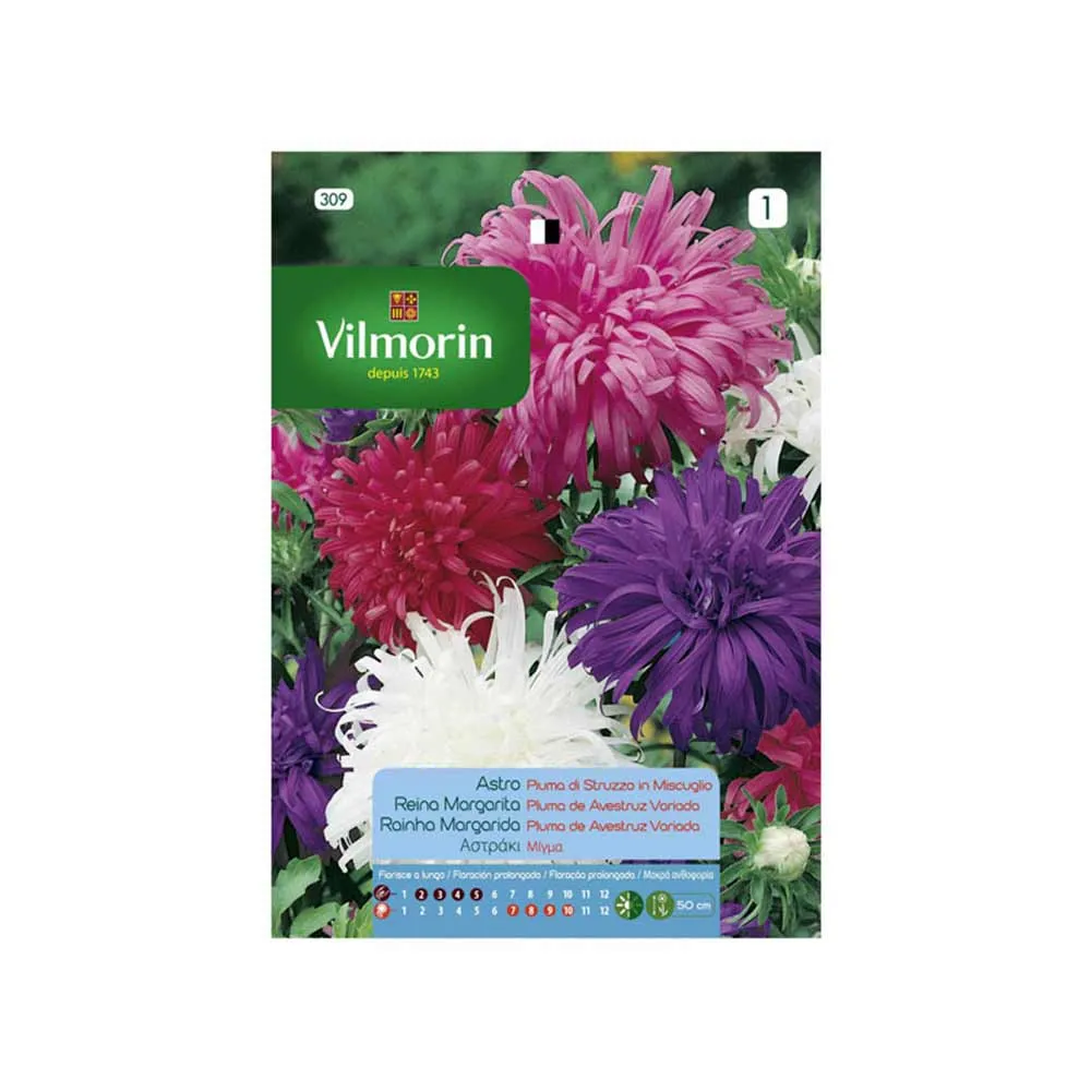 Semences Reine Marguerite Plume Autruche 0,8gr VILMORIN