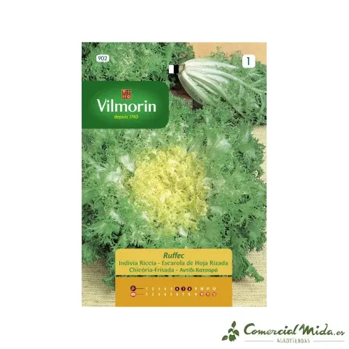 Semences de scarole Ruffec 8g VILMORIN