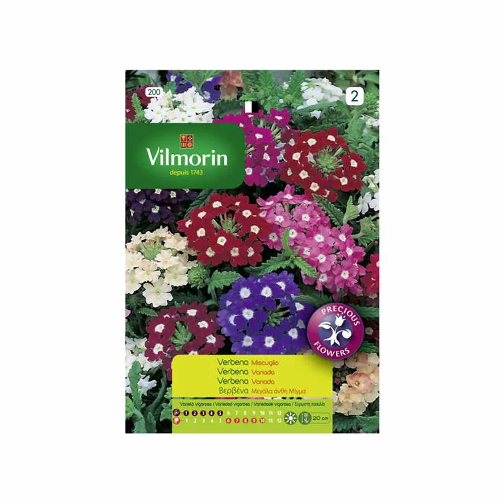 Semences de Verveine Variée 1gr VILMORIN