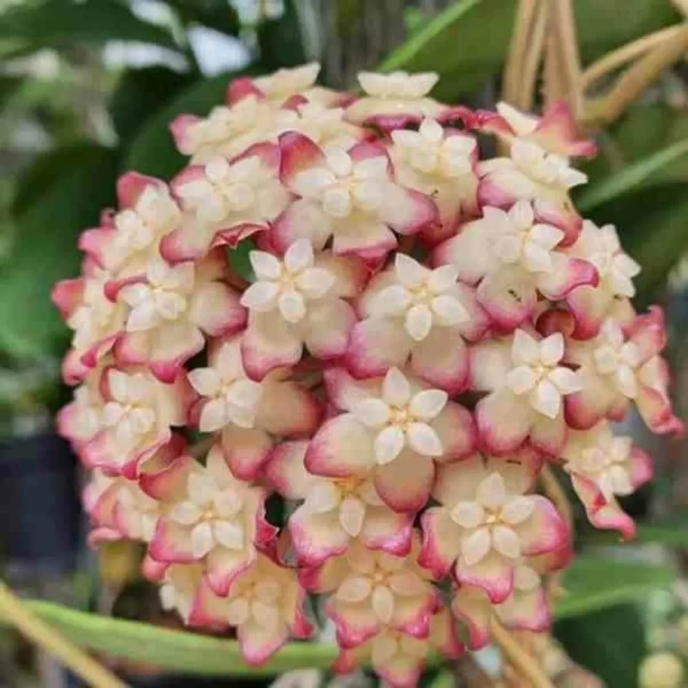 Hoya cv. Jennifer (fleur de porcelaine, fleur de cire) taille pot de 2 litres - 20/40 cm - jaune rose