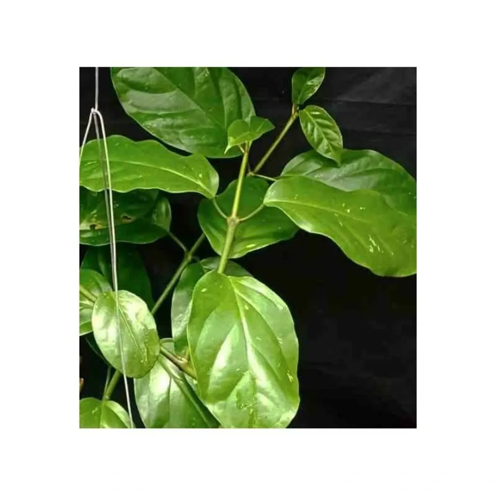 Hoya lasiantha (fleur de porcelaine, fleur de cire) jaune - taille pot de 2 litres - 20/40 cm