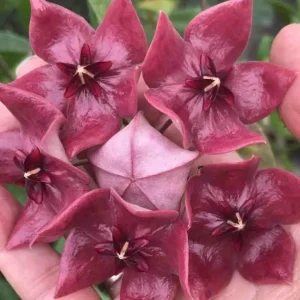 Hoya megalaster (fleur de porcelaine, fleur de cire) taille pot de 2 litres - 20/40 cm - violet