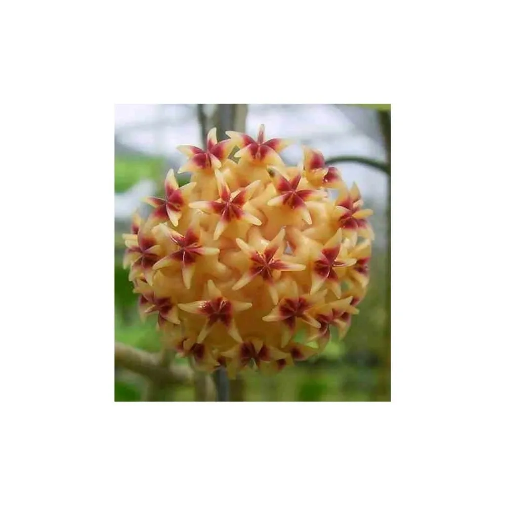 Hoya rintzii (fleur de porcelaine, fleur de cire) - taille pot de 2 litres - 20/40 cm