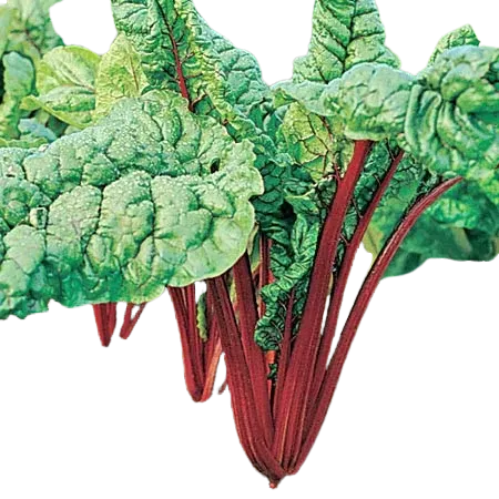 Bette à carde - Rhubarb Red