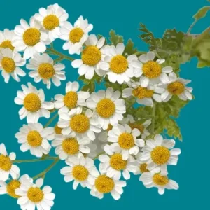Camomille Grande