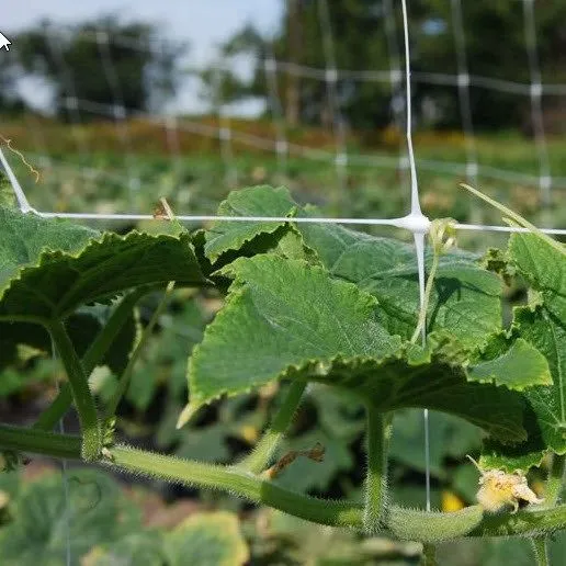 Filet à ramer blanc - Filet Treillis - Trellis netting