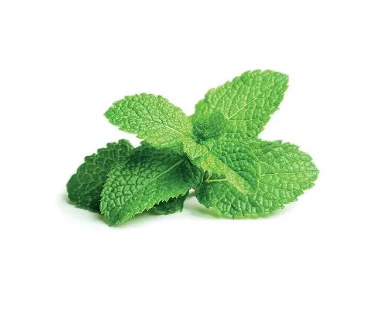 Gousses de menthe poivrée
