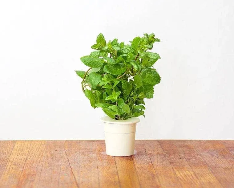 Gousses de menthe poivrée