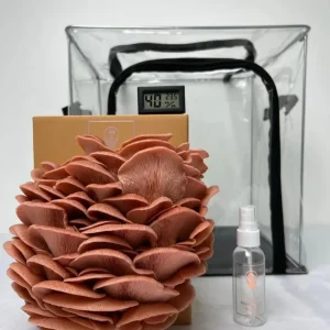 Mini ferme à champignons