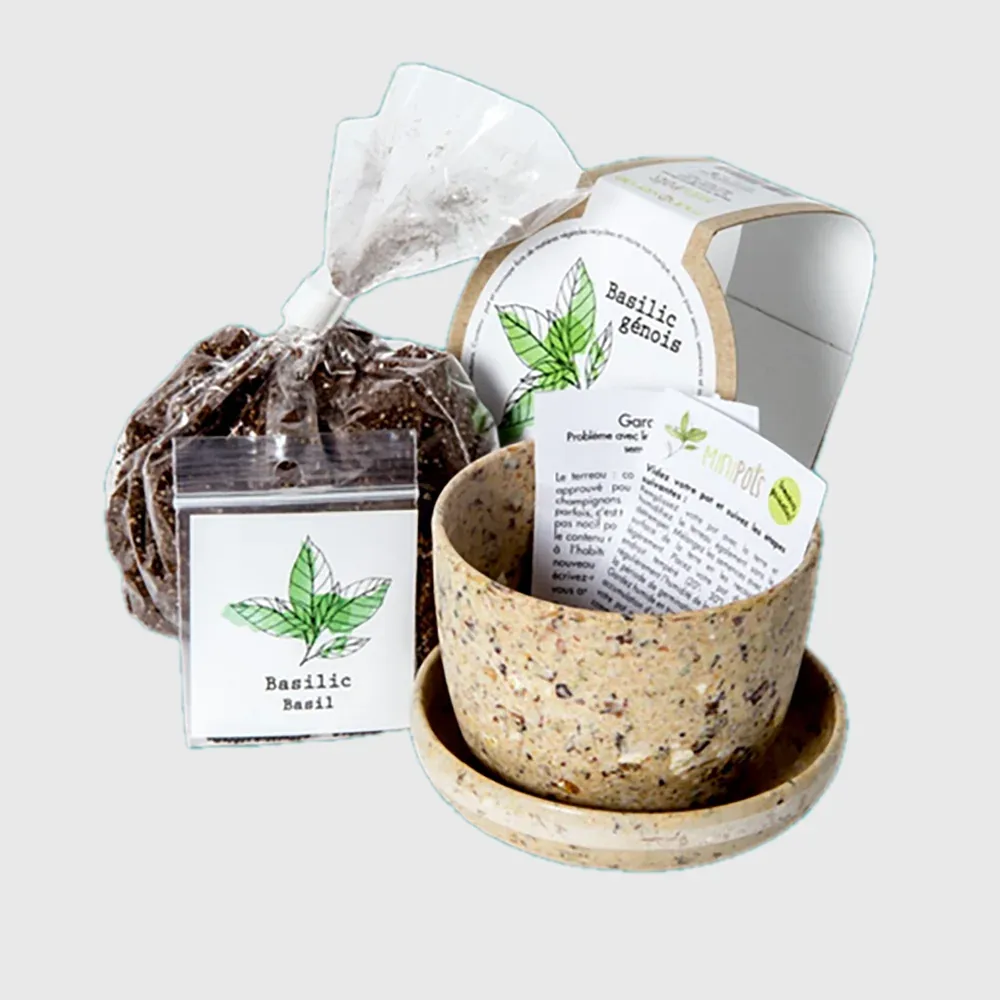Minipots : Basilic génois