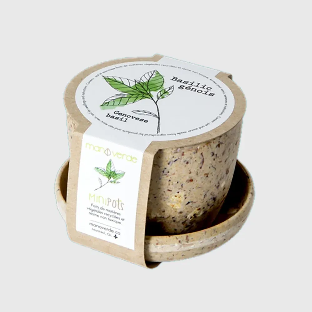 Minipots : Basilic génois