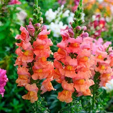 Muflier orange Wonder
