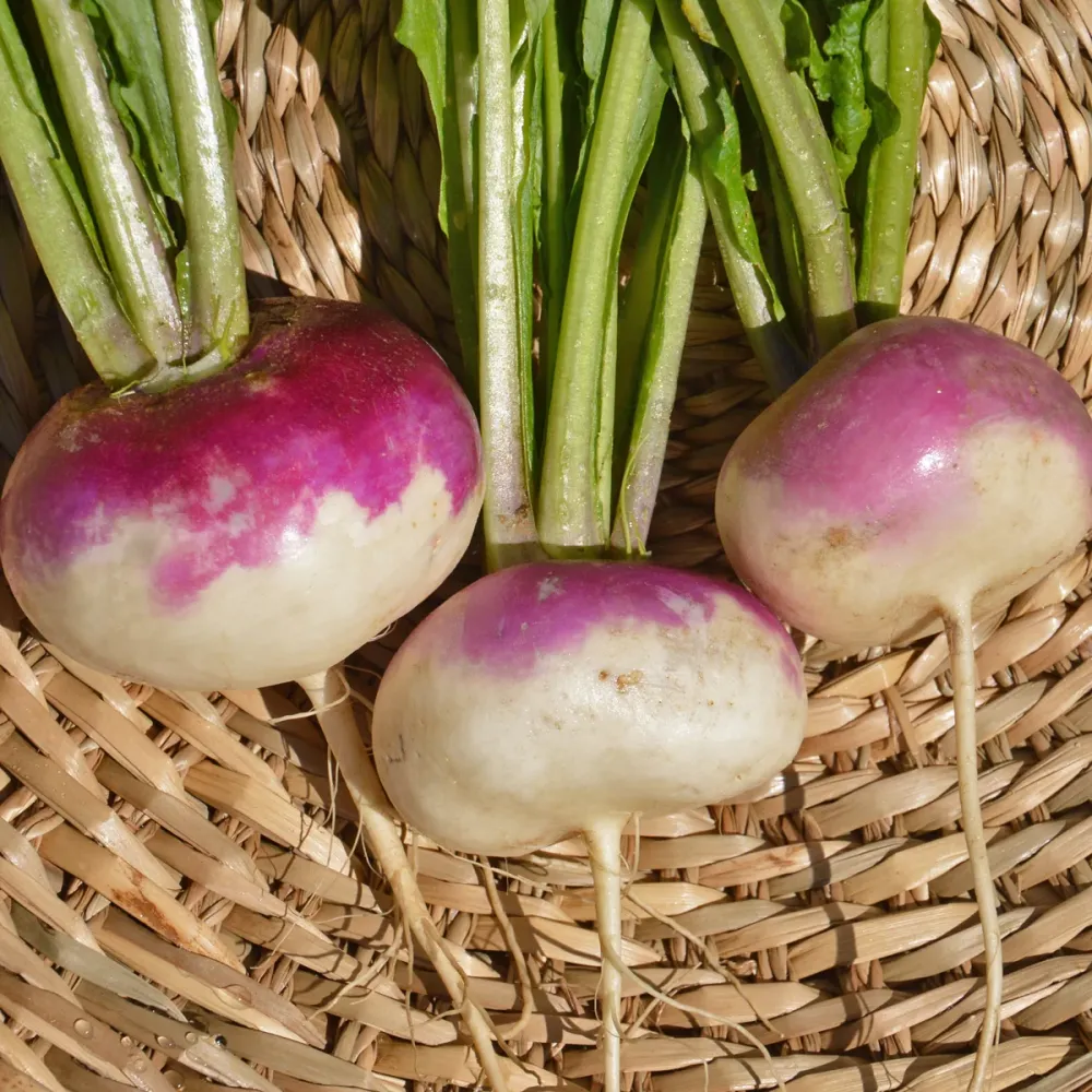 Navet blanc collet violet