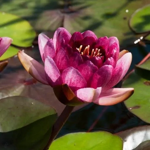 Nénuphar Perry's Almost Black 1778108896