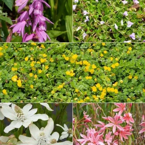 5 plantes de bassin à fleurs en mélange 1778158184