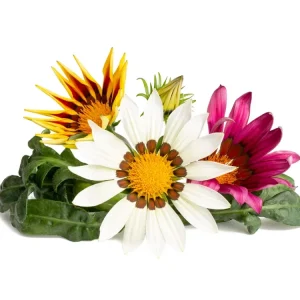 Gazania Plant Pods - ClicknGrow